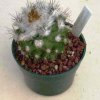 Copiapoa_longispina